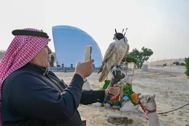 Falcon Petting